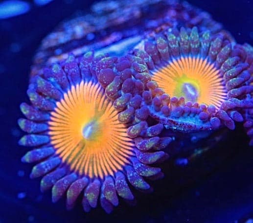 Sunkist Zoanthids