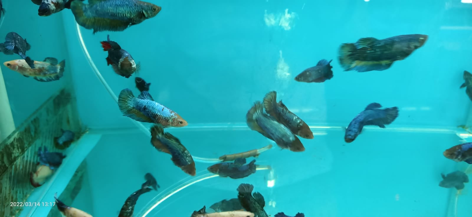 Plakat Female Betta (BT-0205)