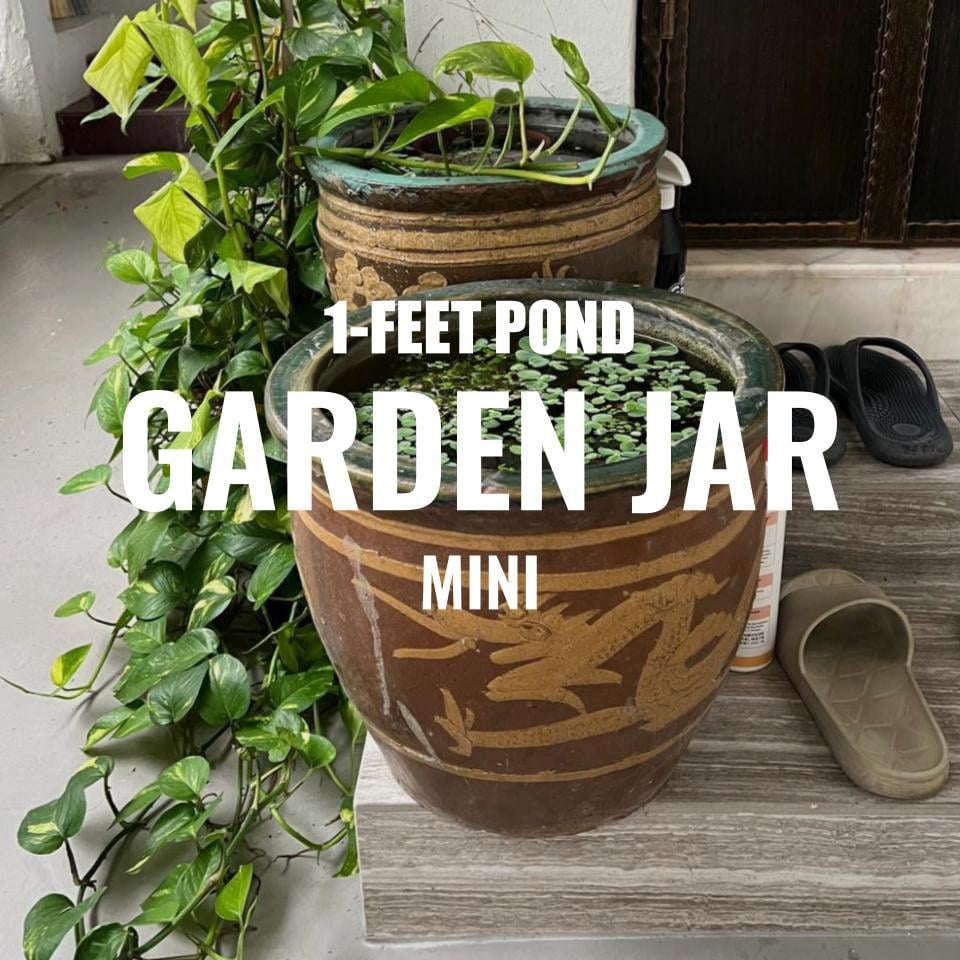 Adventure Pack - Garden Jar Pond Set