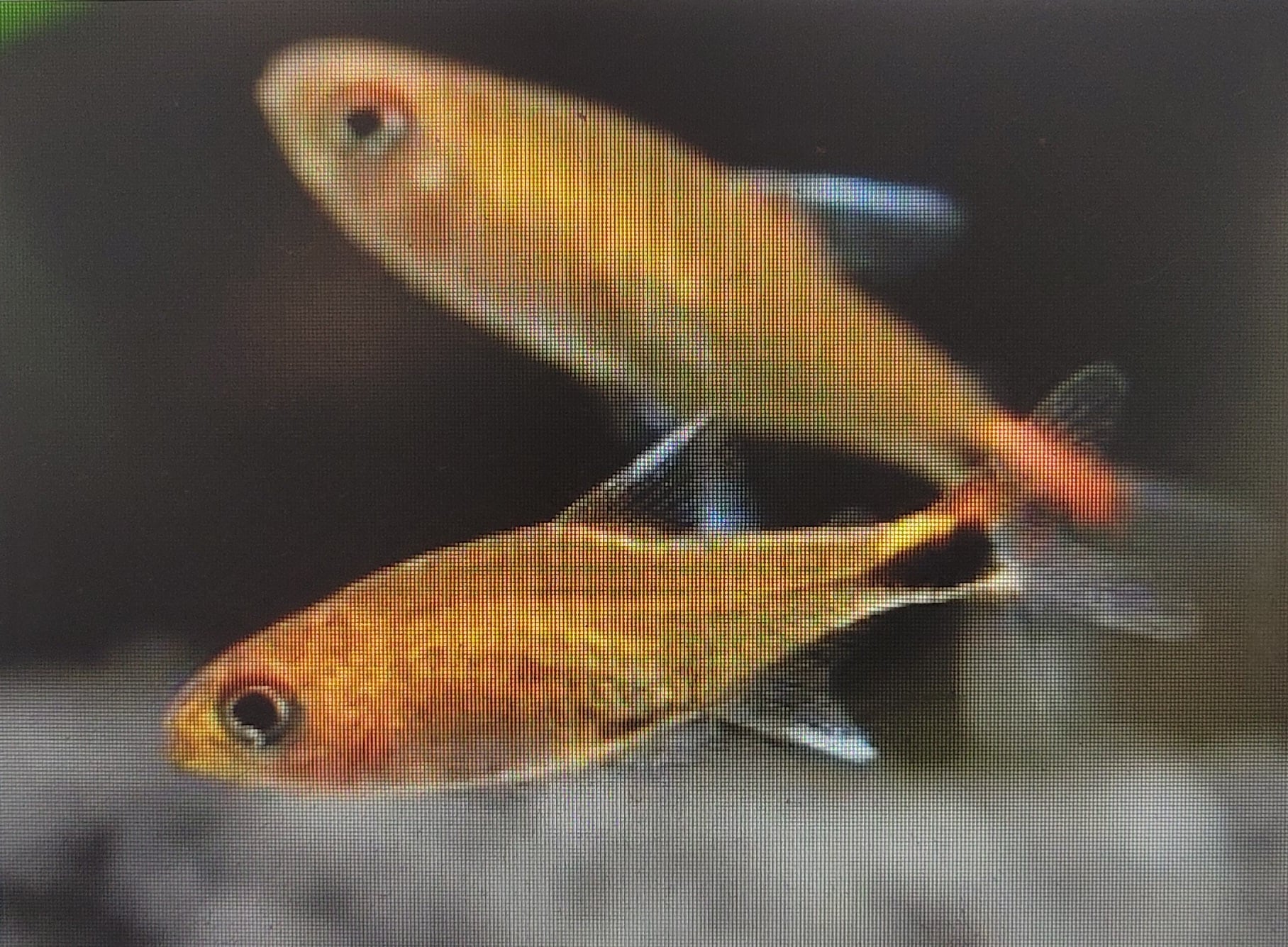 Ruby Tetra (Axelrodia Riesei)
