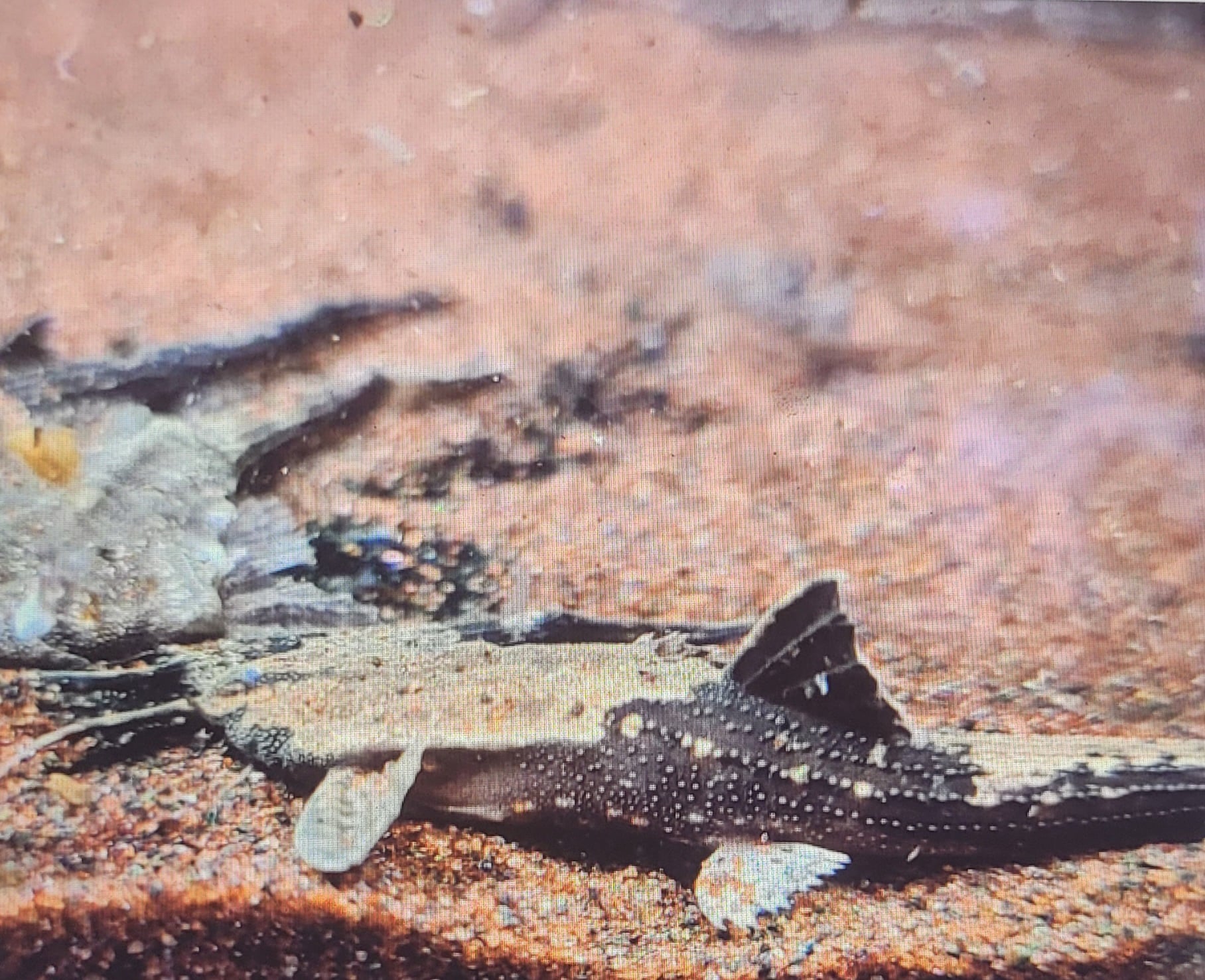 Banjo Catfish (Bunocephalus Coracoideus)
