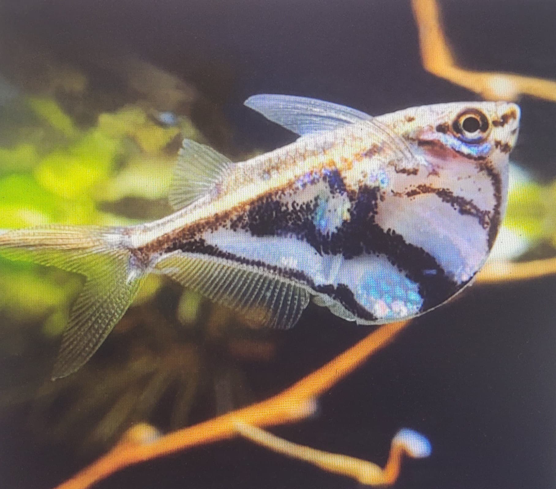 Marbled Hatchetfish (Carnegiella Strigata)