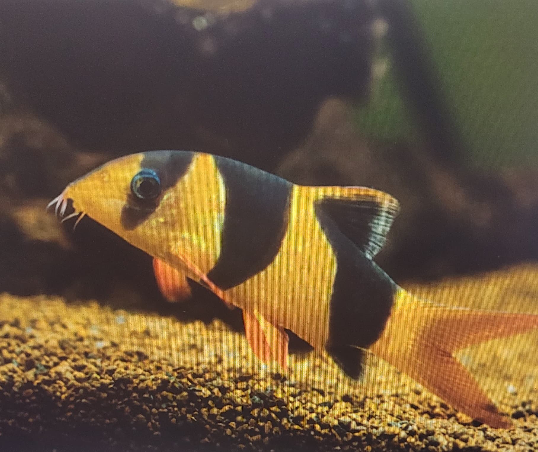 Clown Loach (Chromobotia Macracanthus)