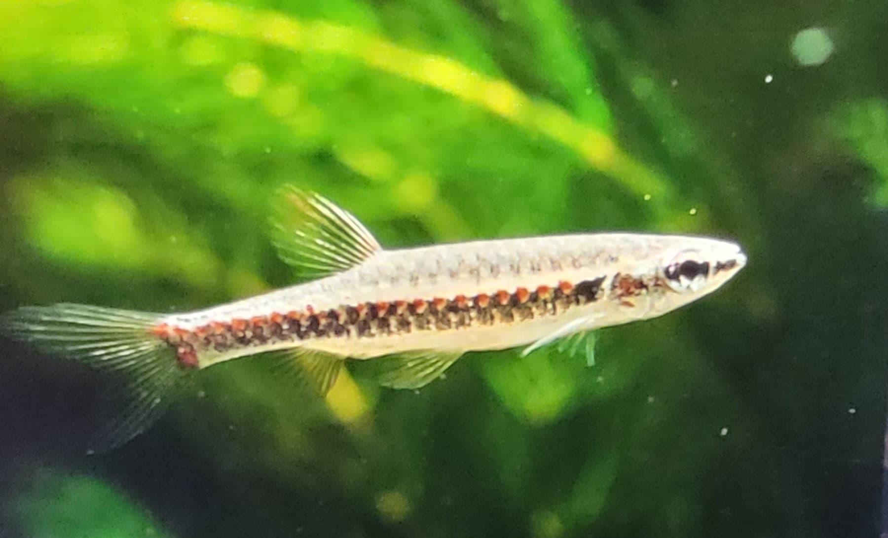 Spotted Tetra (Copella Nattereri)