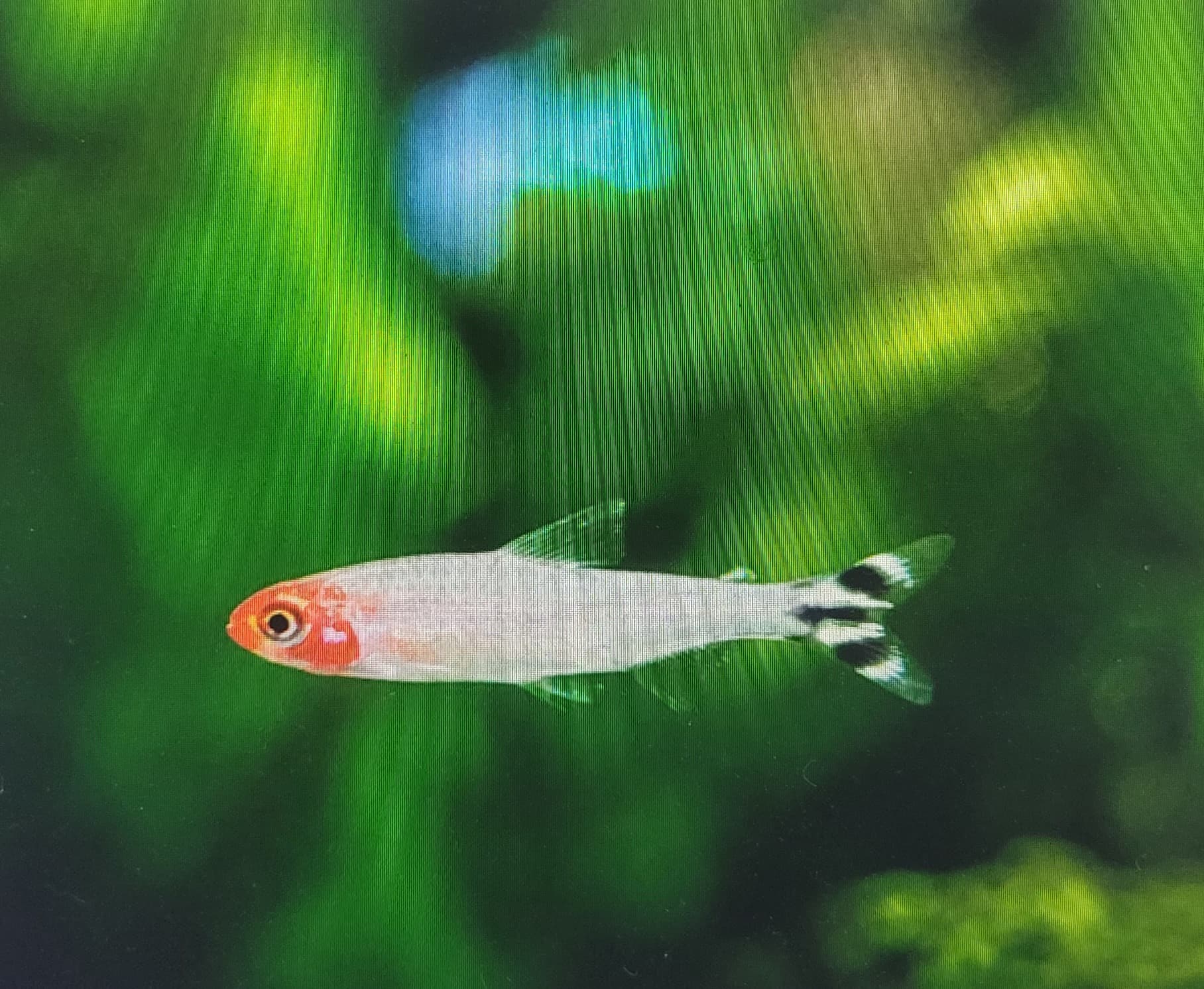 Rummy-nose tetra (Hemigrammus Rhodostomus)
