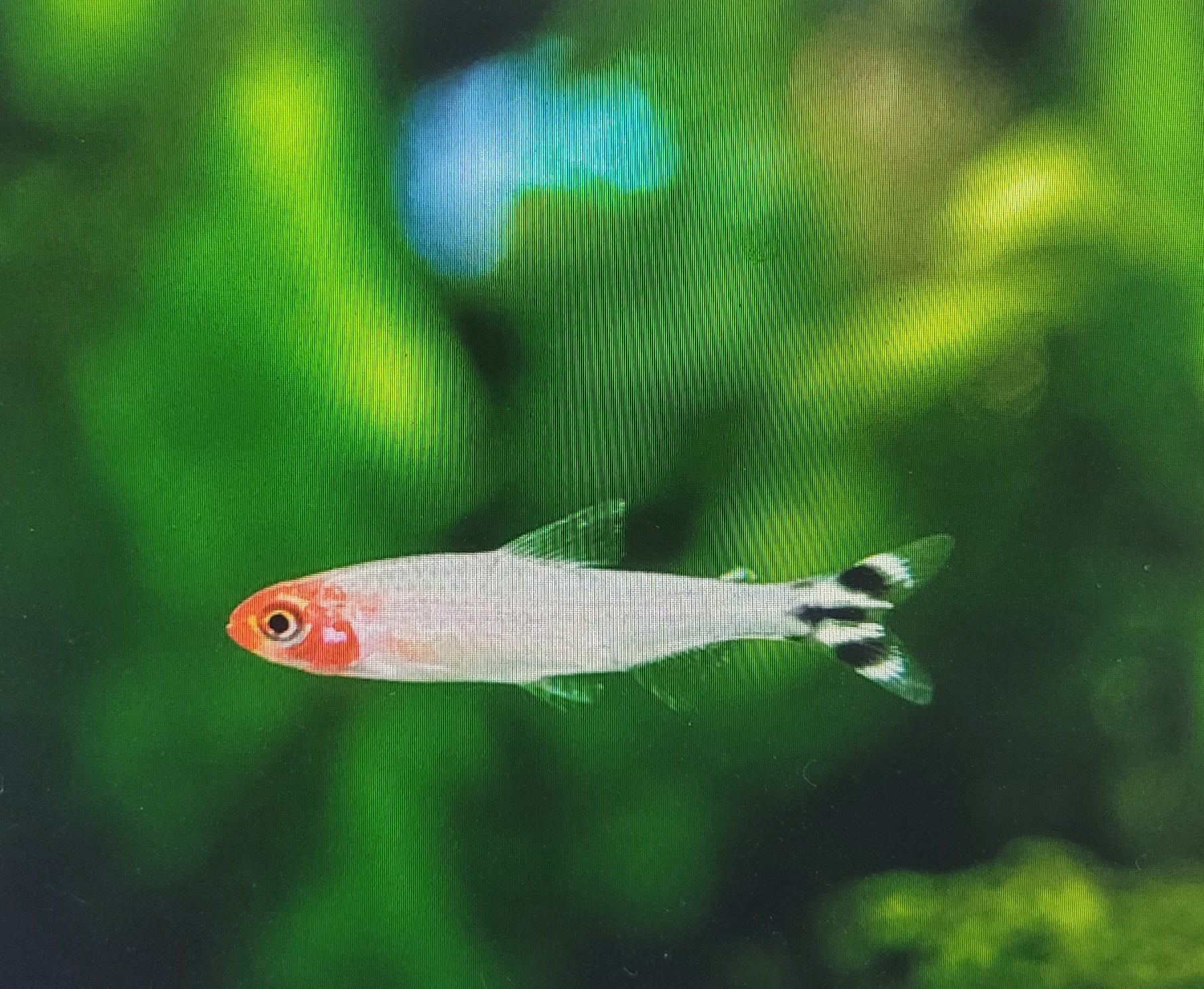 Rummy-nose tetra (Hemigrammus Rhodostomus)