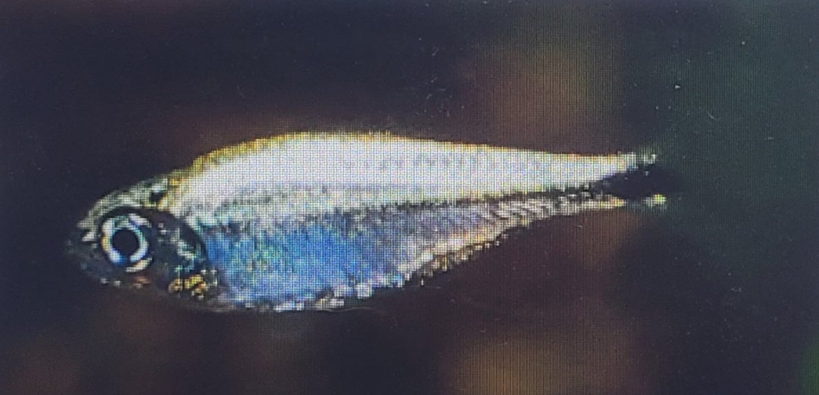 Golden Tetra (Hemigrammus Rodwayi)