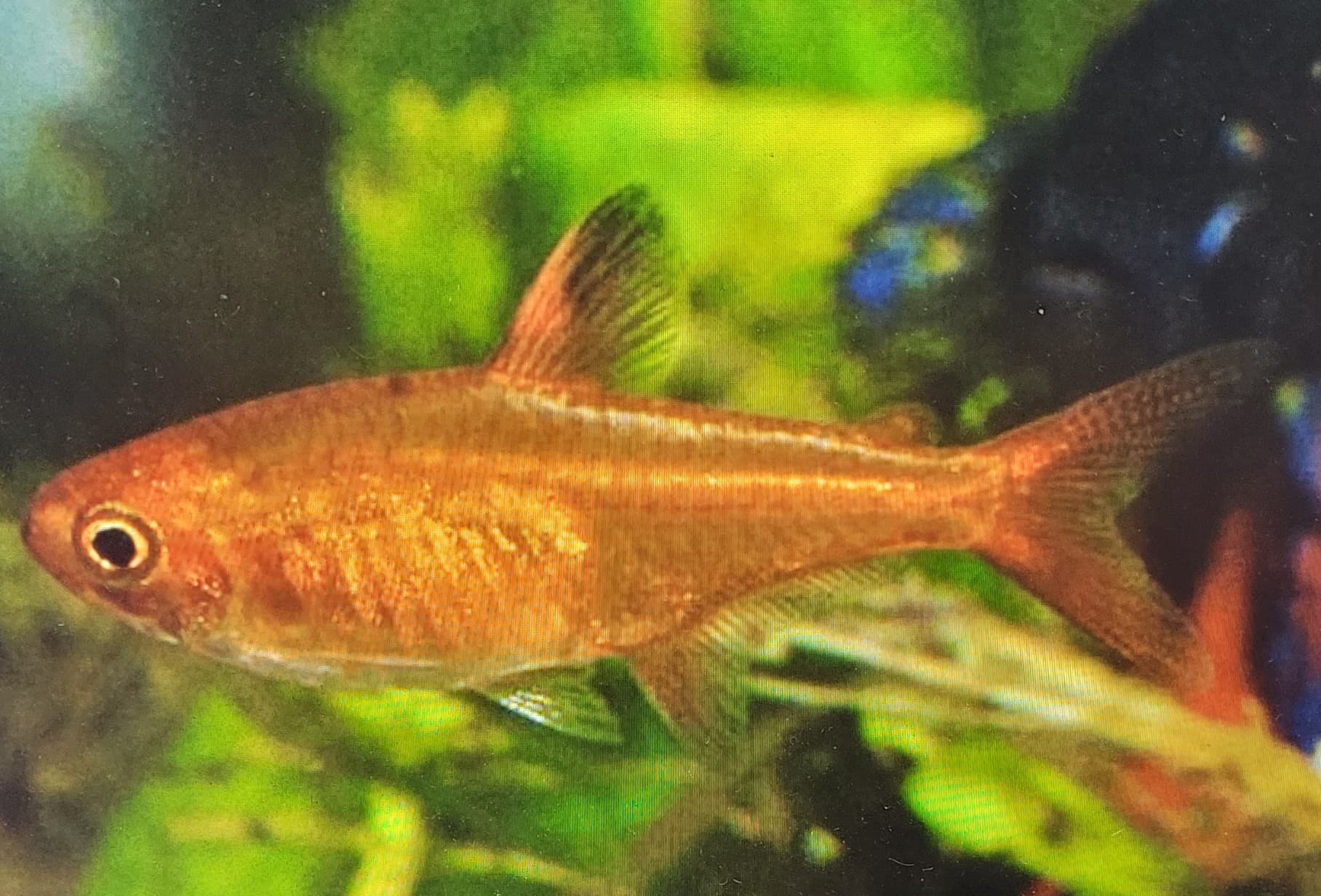 Ember Tetra (Hyphessobrycon Amandae)