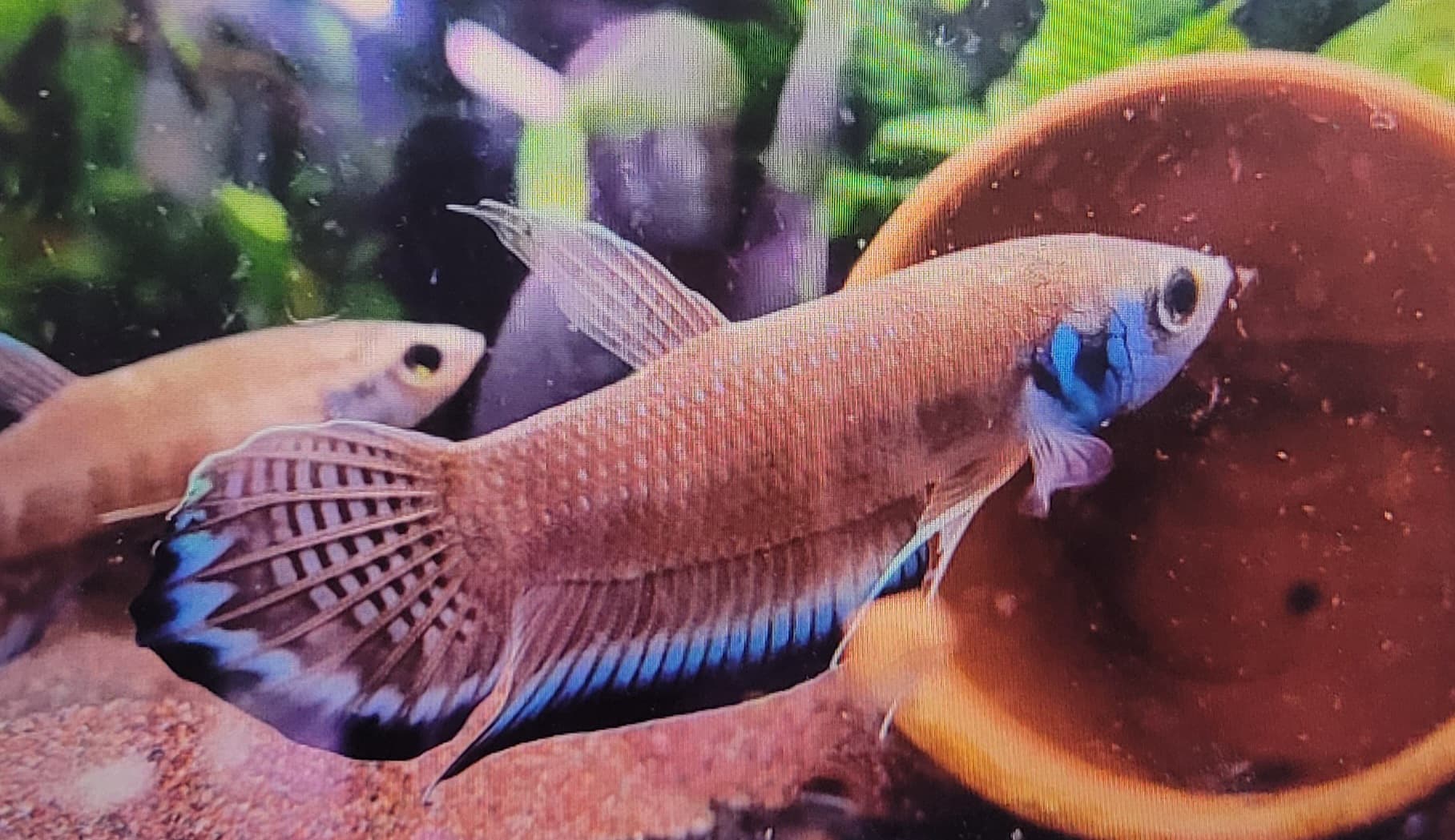 Betta Enisae
