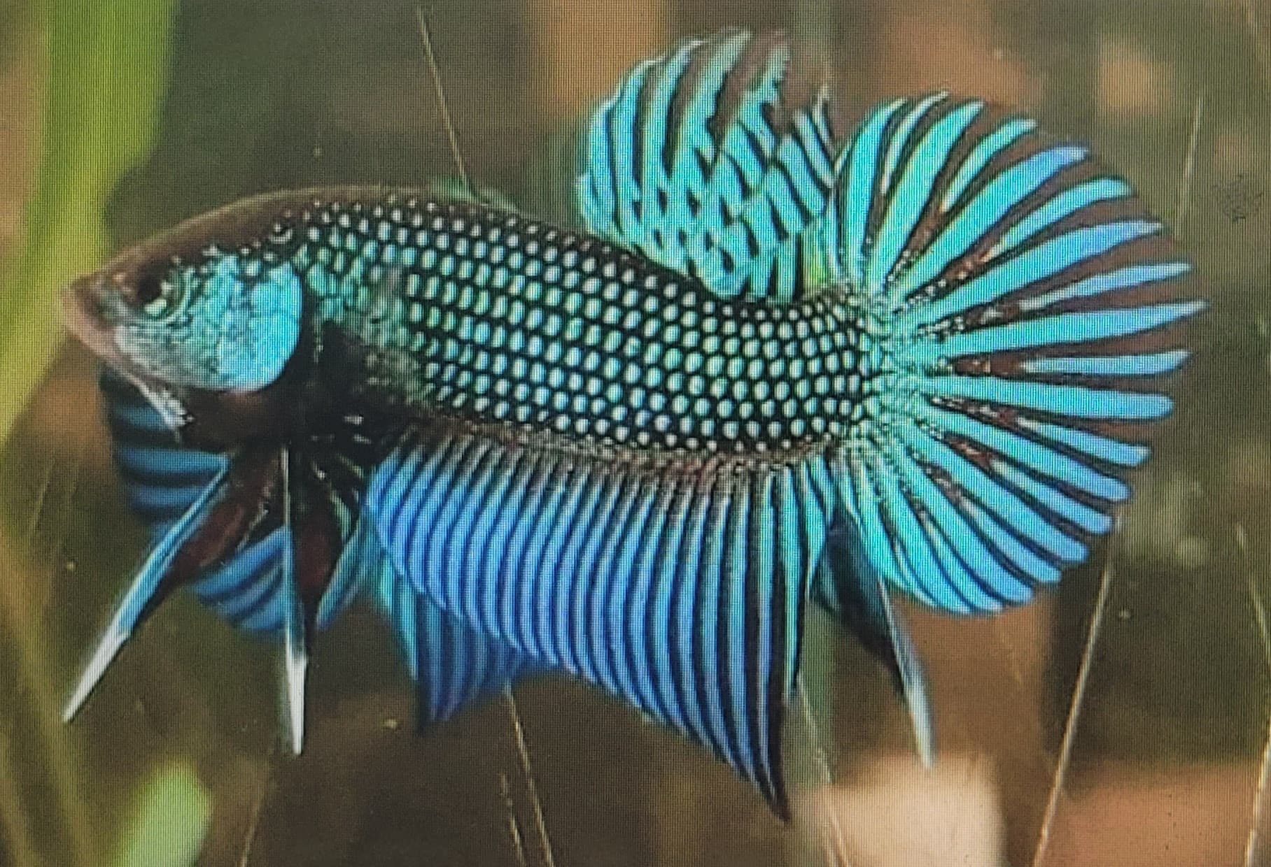 Betta Mahachaiensis