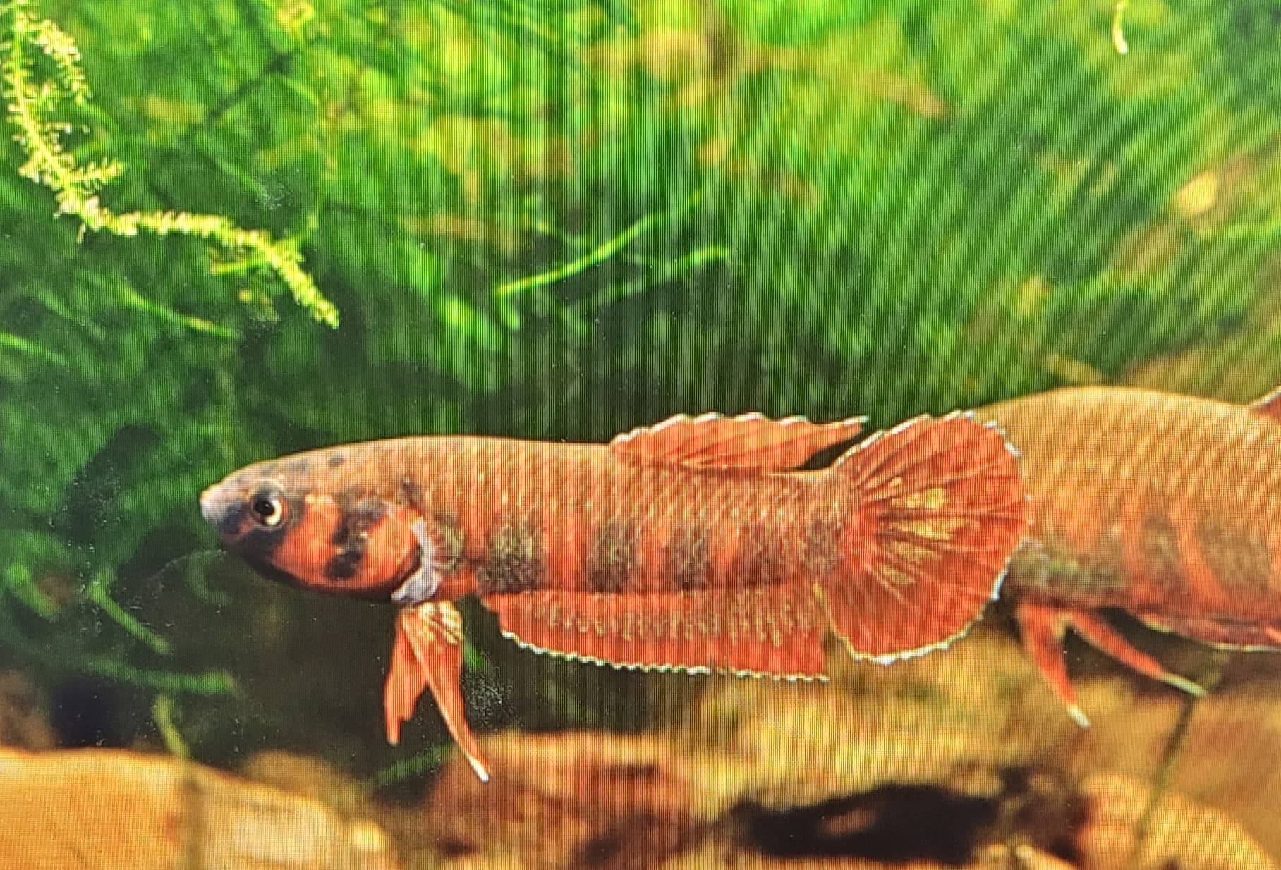 Betta Rubra