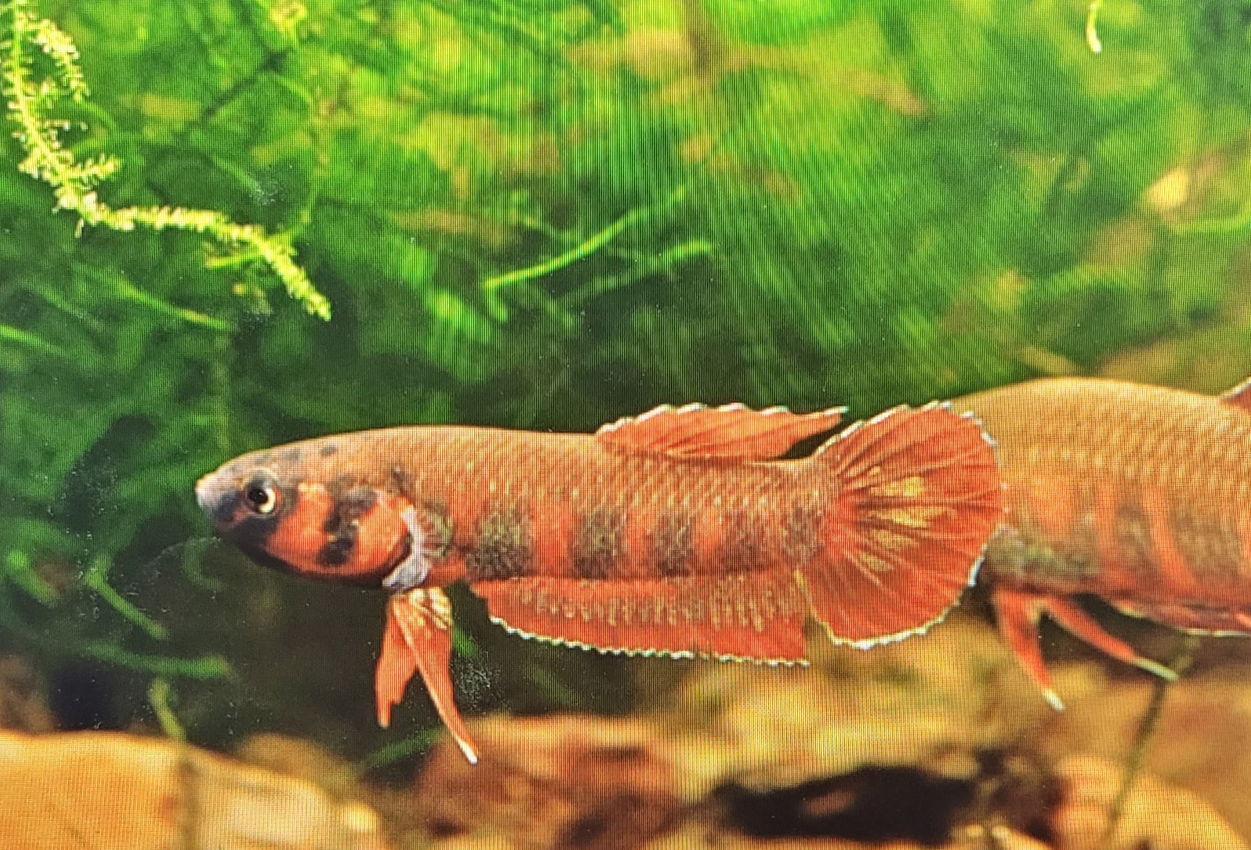 Betta Rubra