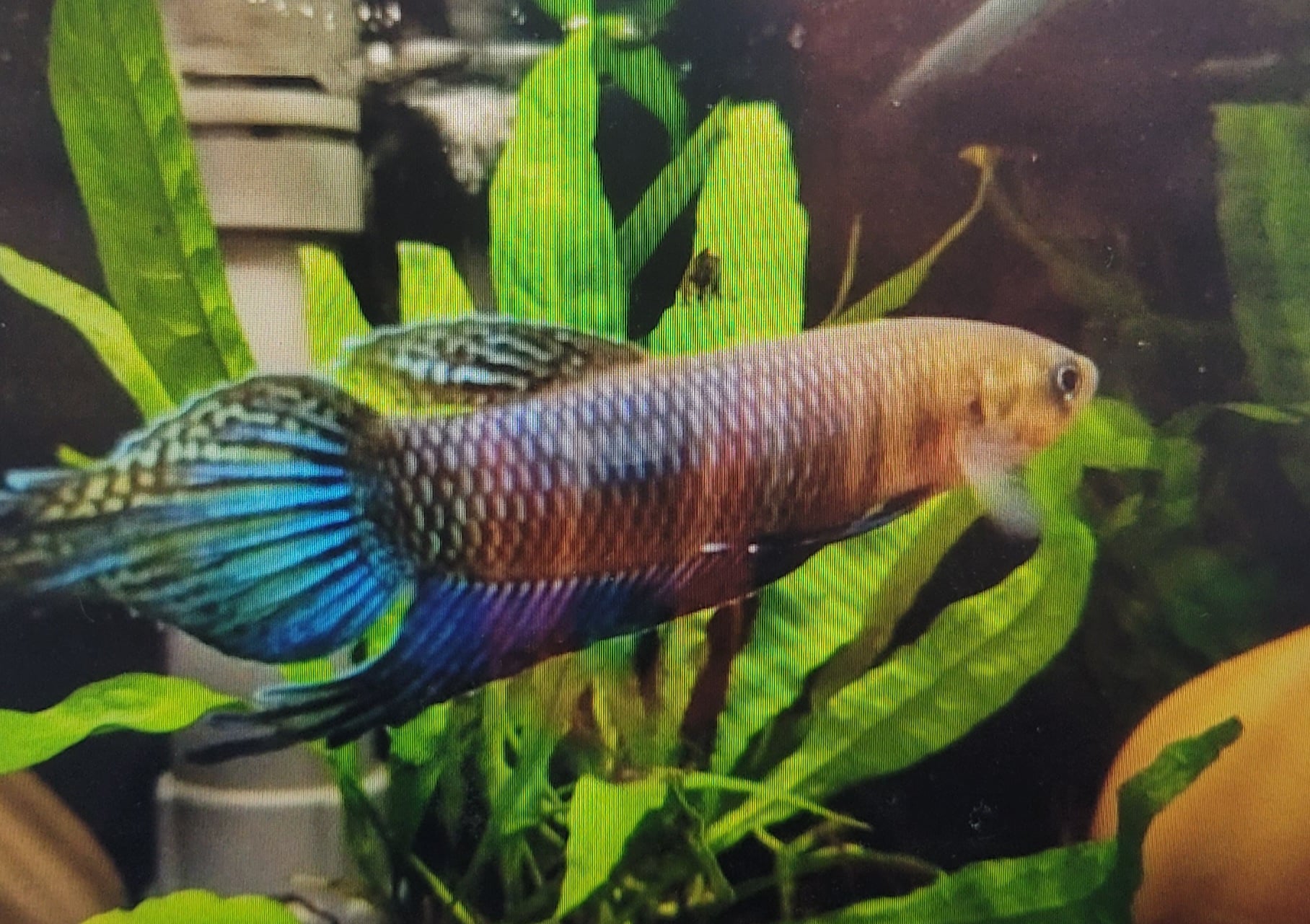 Betta Simorum