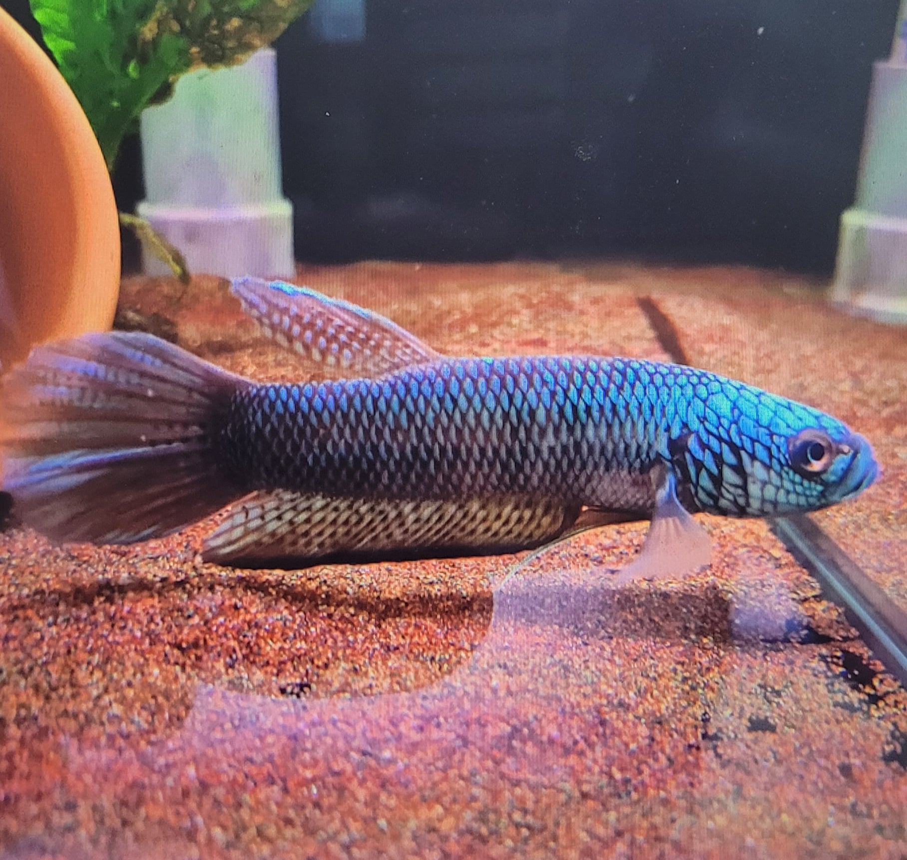 Betta sp. Antuta
