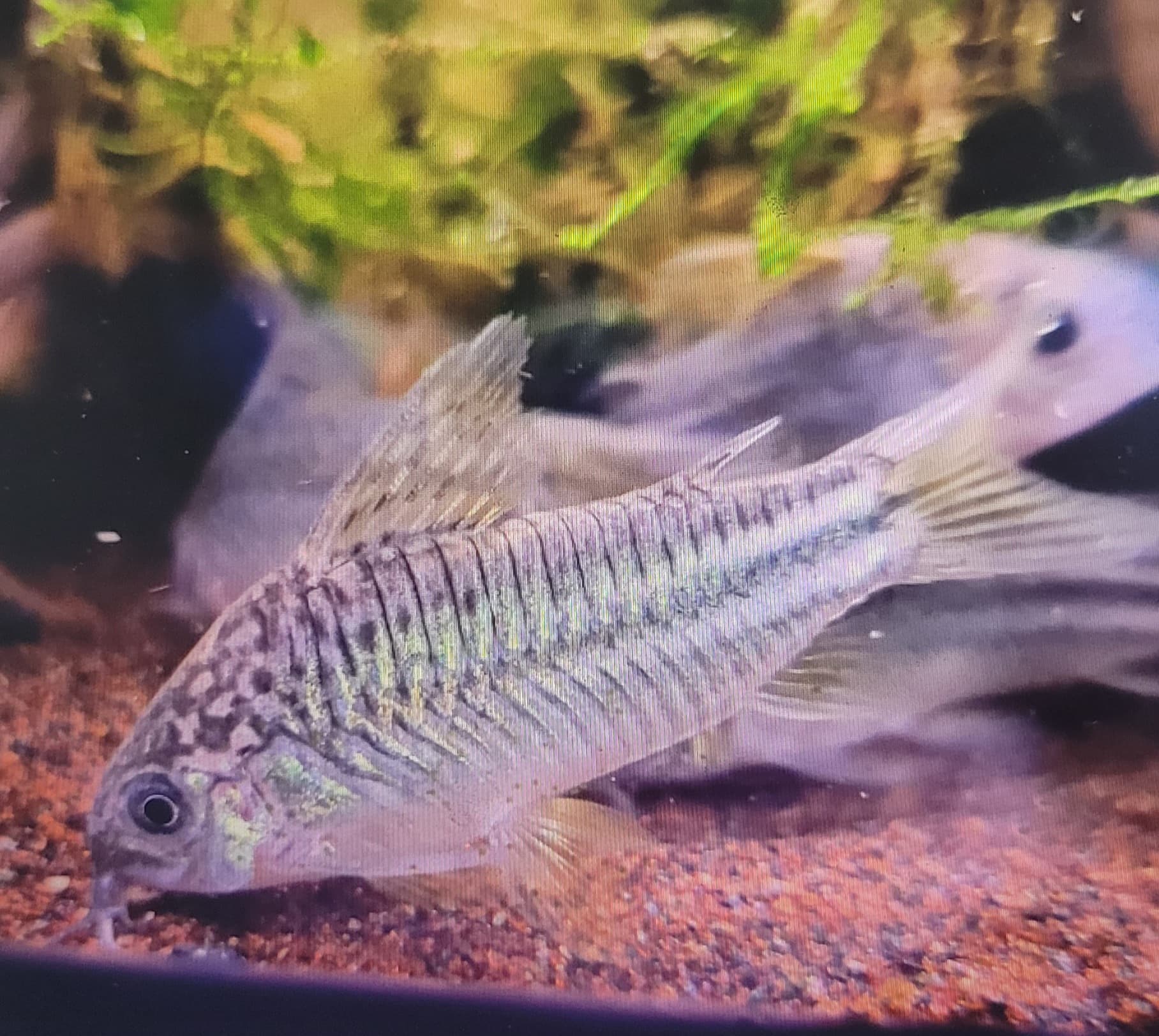 Corydoras sp. C123