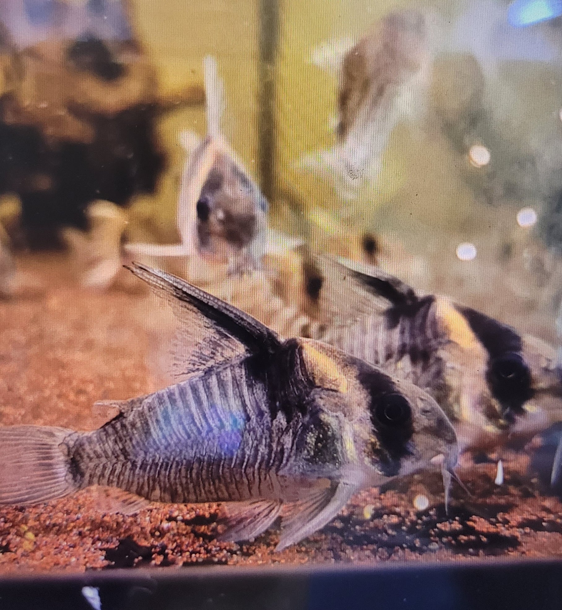 False Armatus Cory (Corydoras sp. CW045 'Peru')