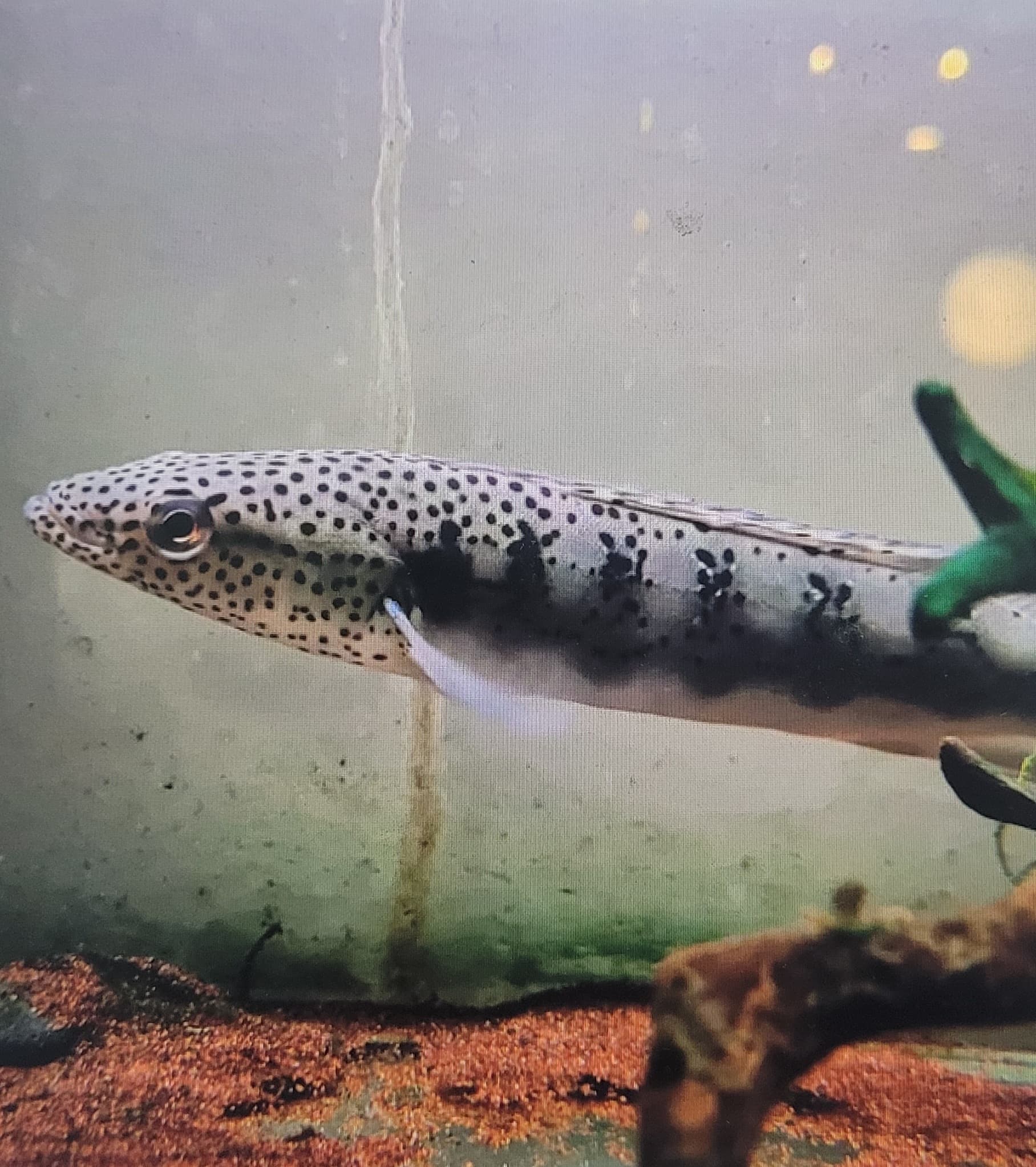 Lenticulata Pike Cichlid (Crenicichla Lenticulata)