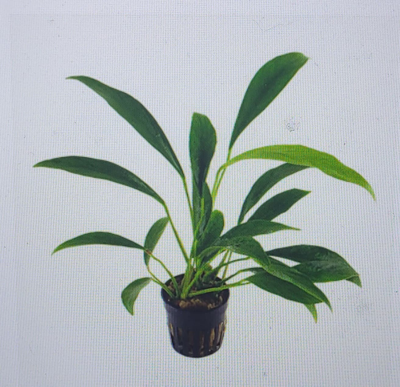 Anubias Barteri var. Angustifolia - Rock