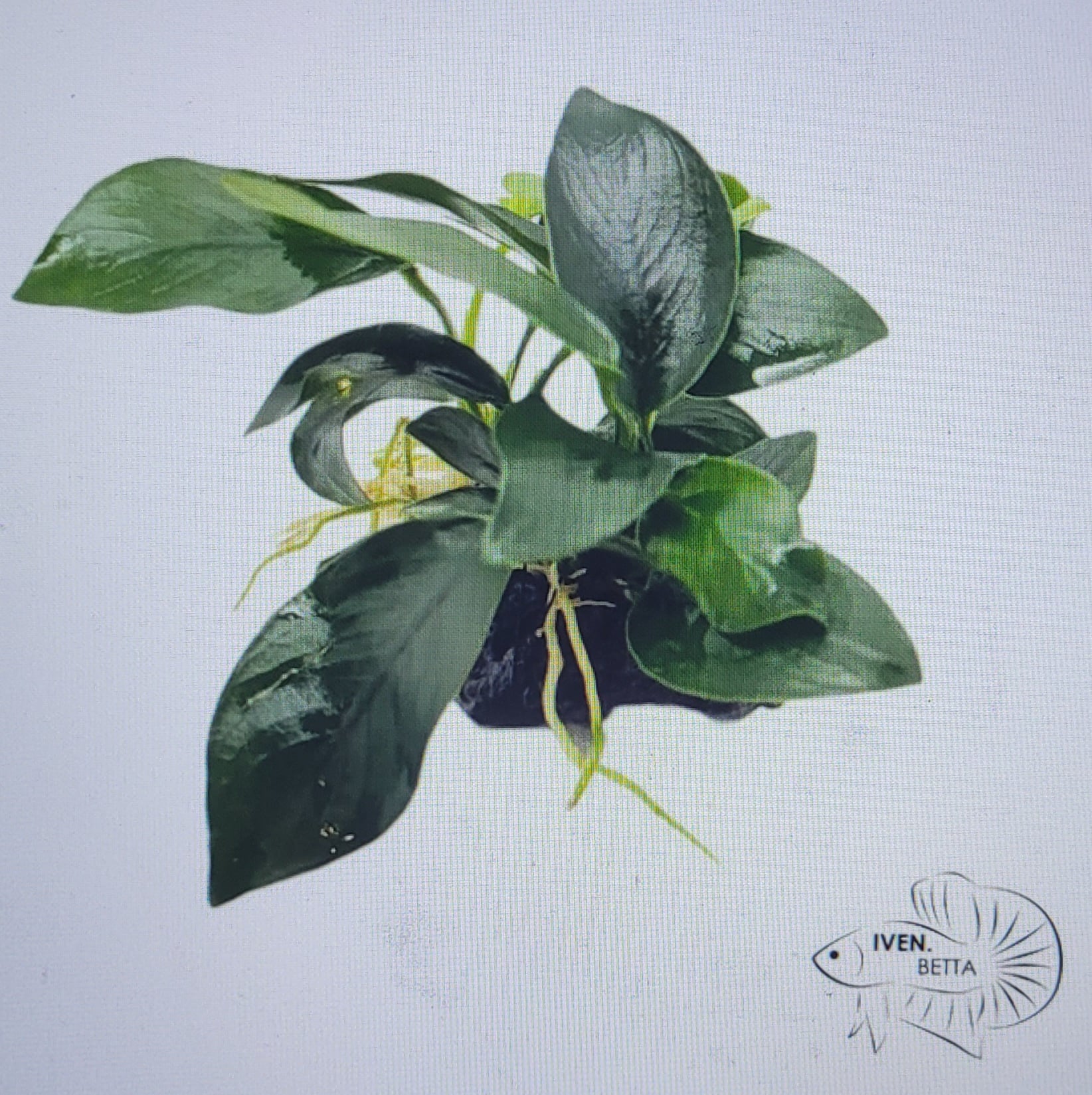 Anubias Barteri var. Mini Nana - Rock