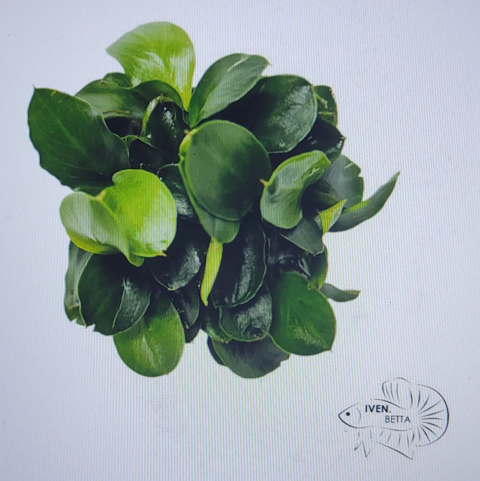 Anubias Barteri var. Petite Nana