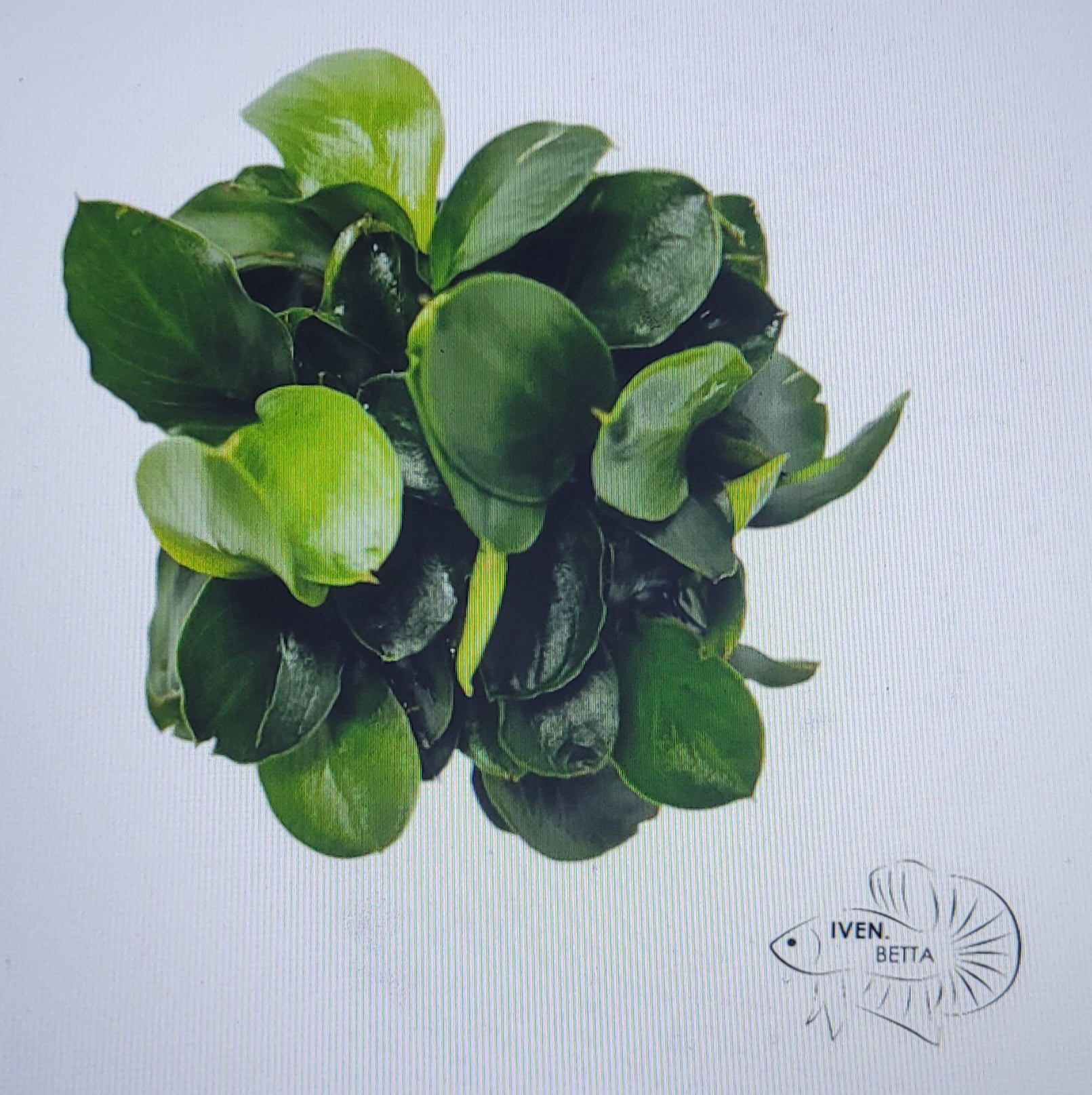 Anubias Barteri var. Petite Nana