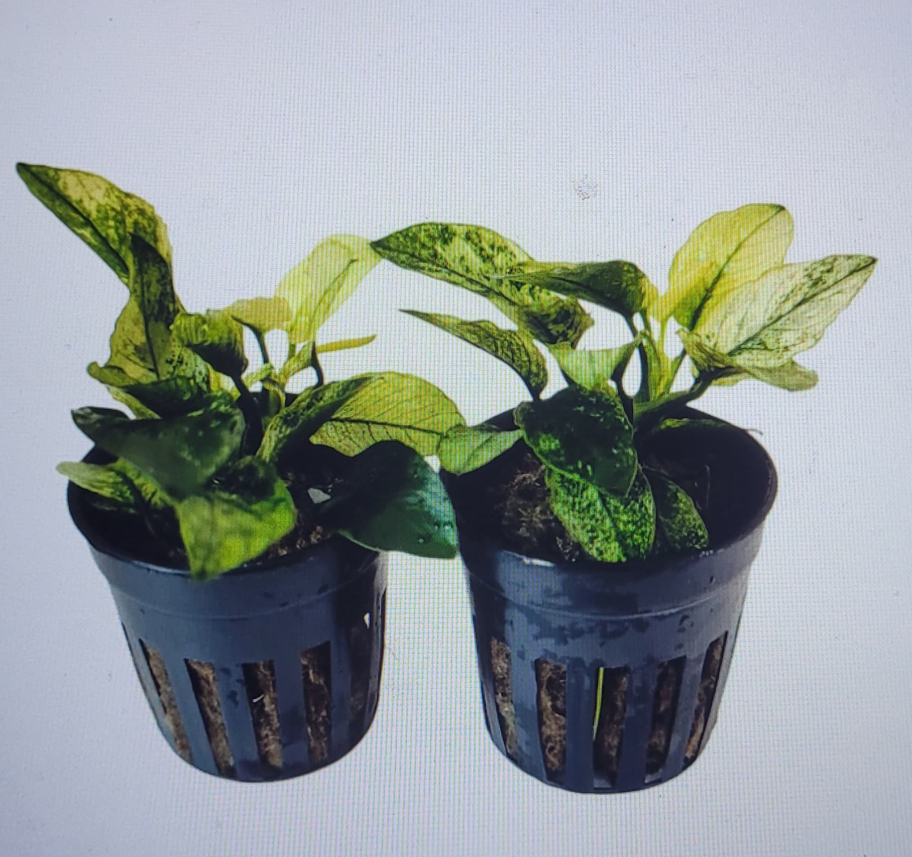 Anubias sp. Pinto White