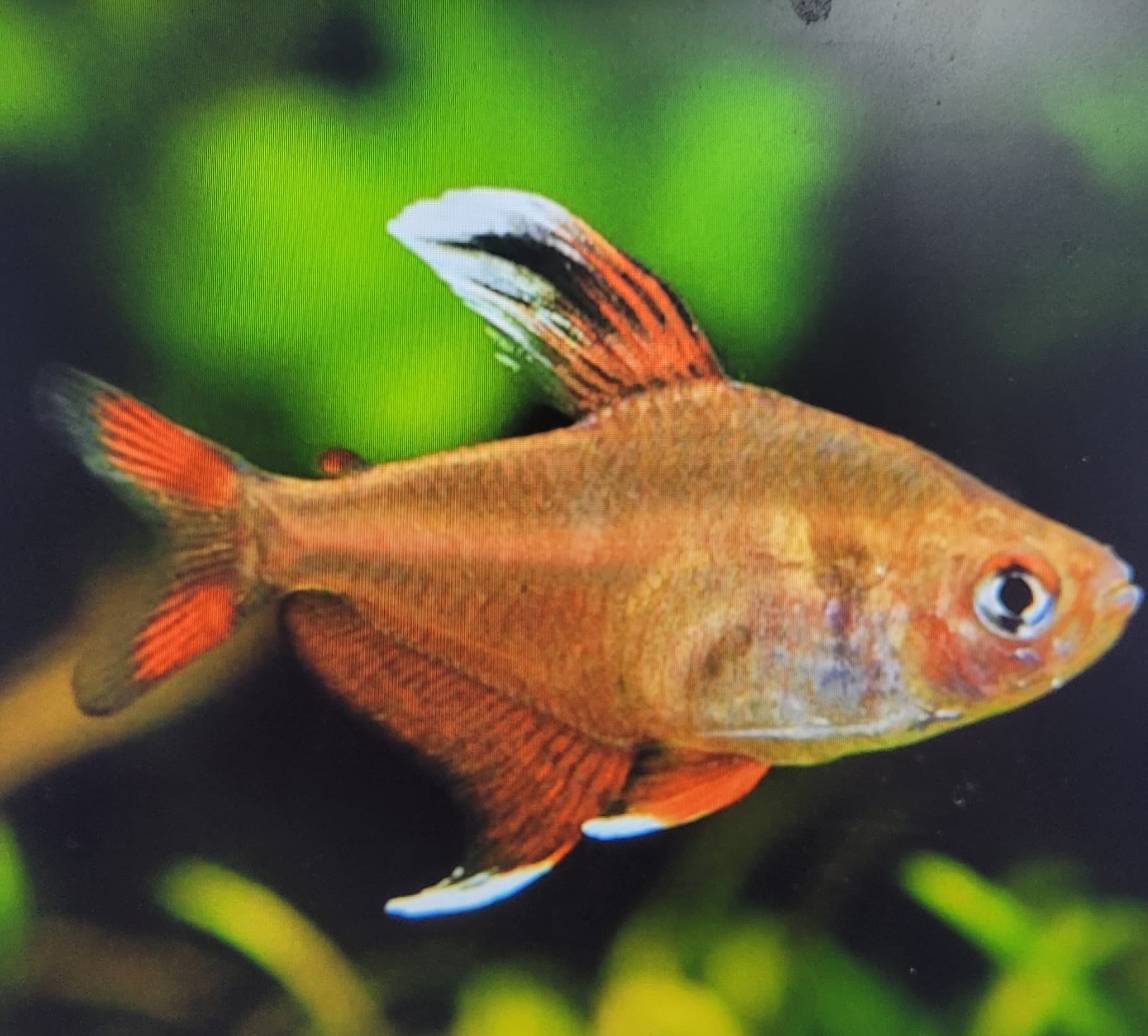 Rosy Tetra (Hyphessobrycon Rosaceus)
