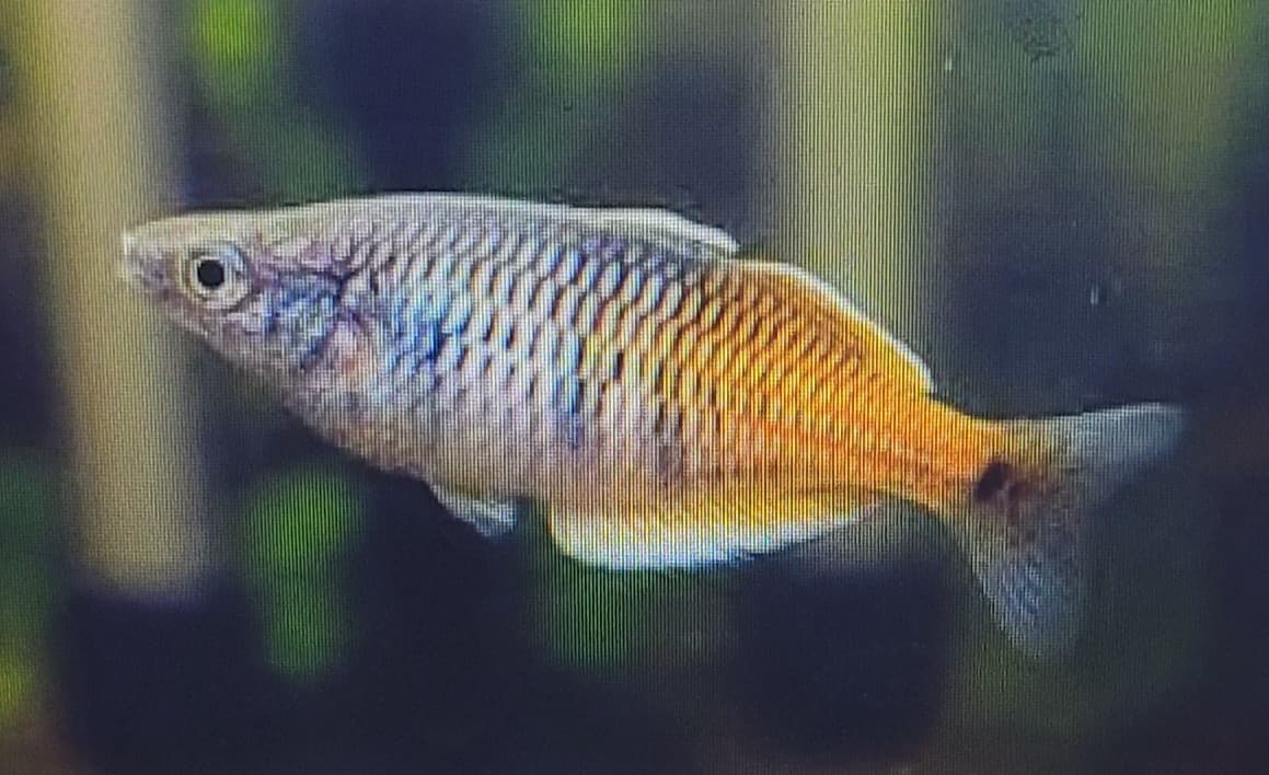 Boesemani rainbowfish (Melanotaenia Boesemani)