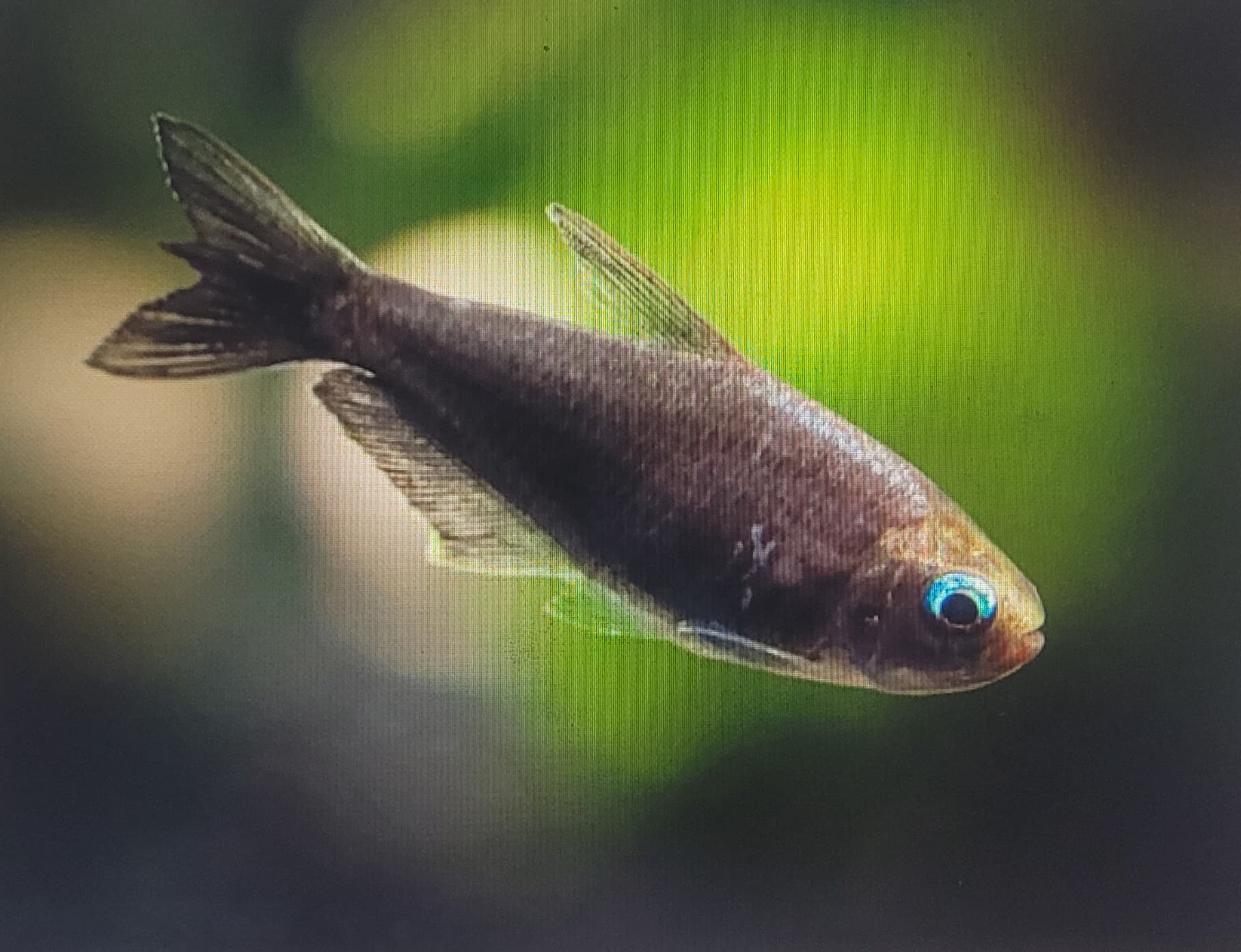 Black Emperor Tetra (Nematobrycon Palmeri var. 'Black')