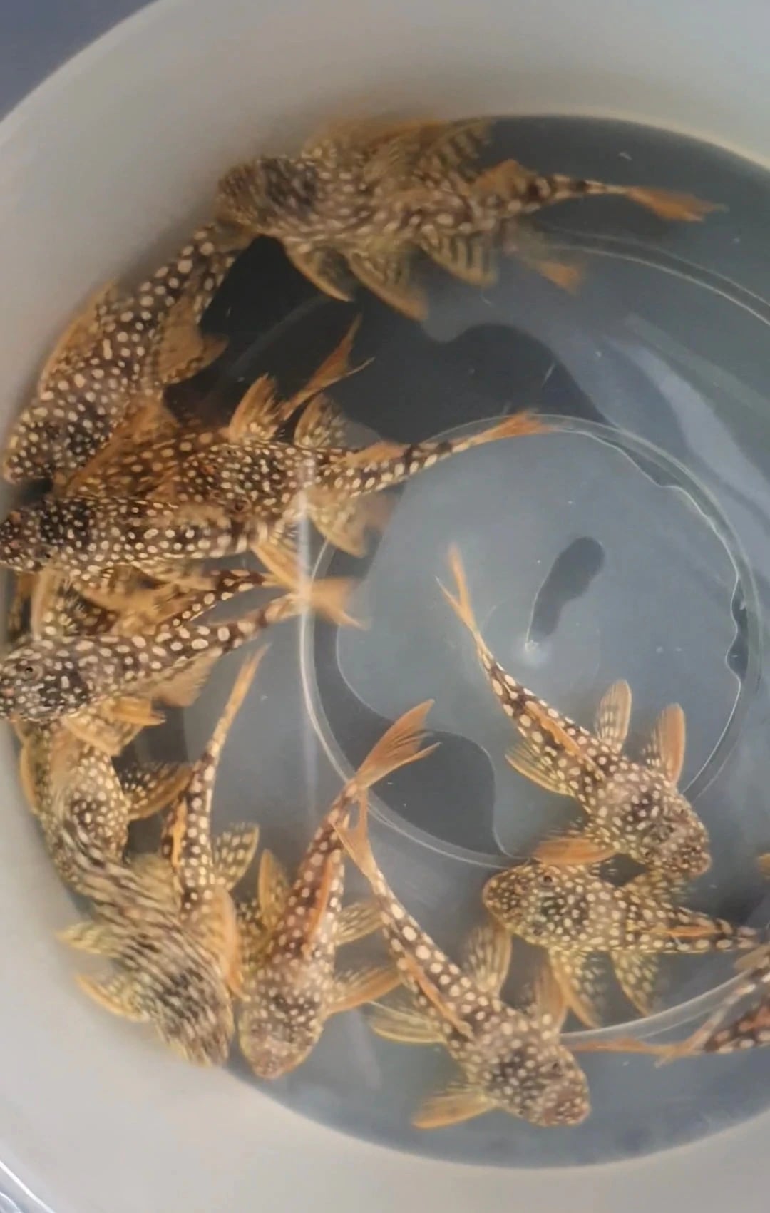 L14 sunshine pleco 5-6cm