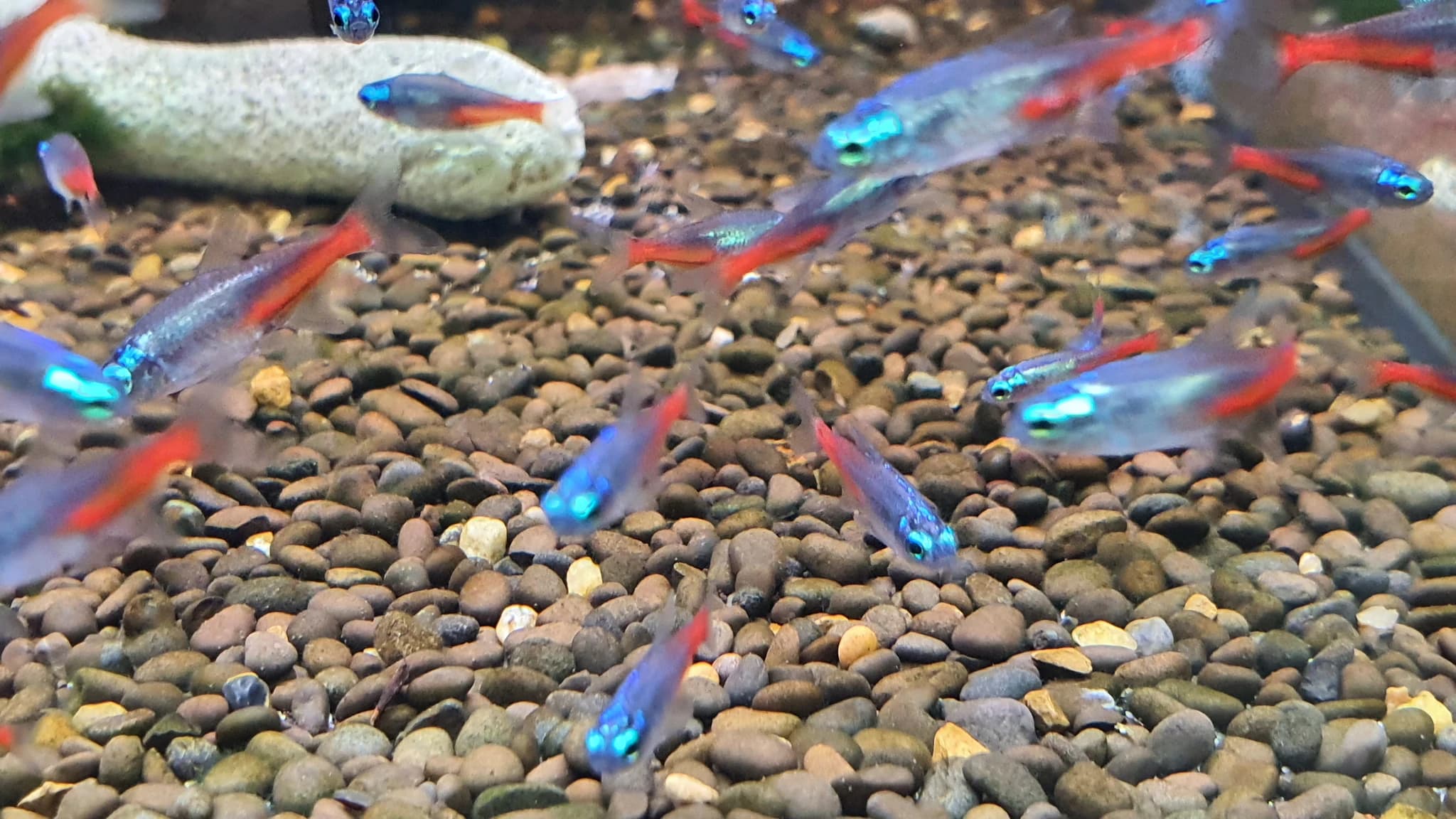 Diamond neon tetra 2cm