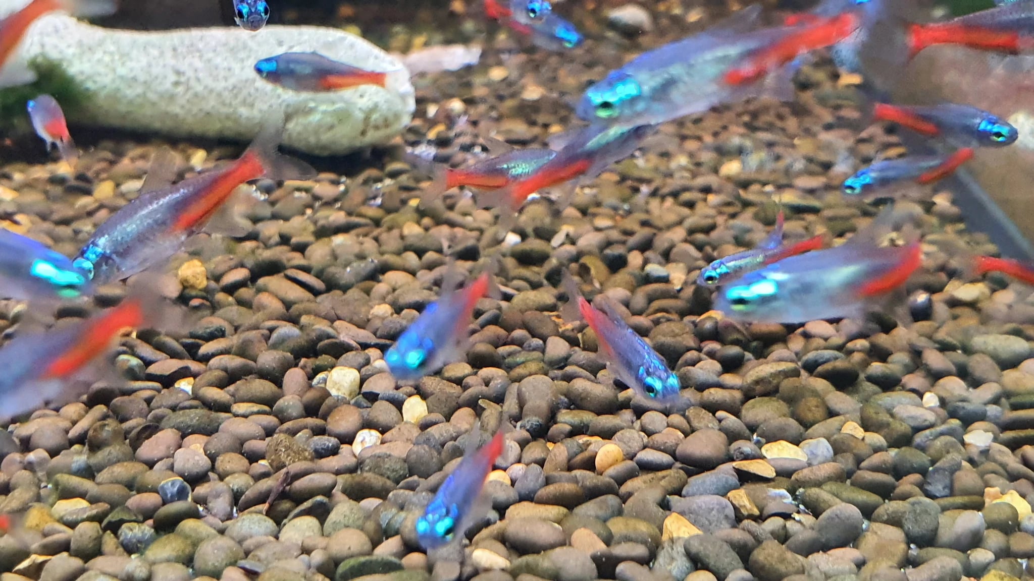 Diamond neon tetra 2cm