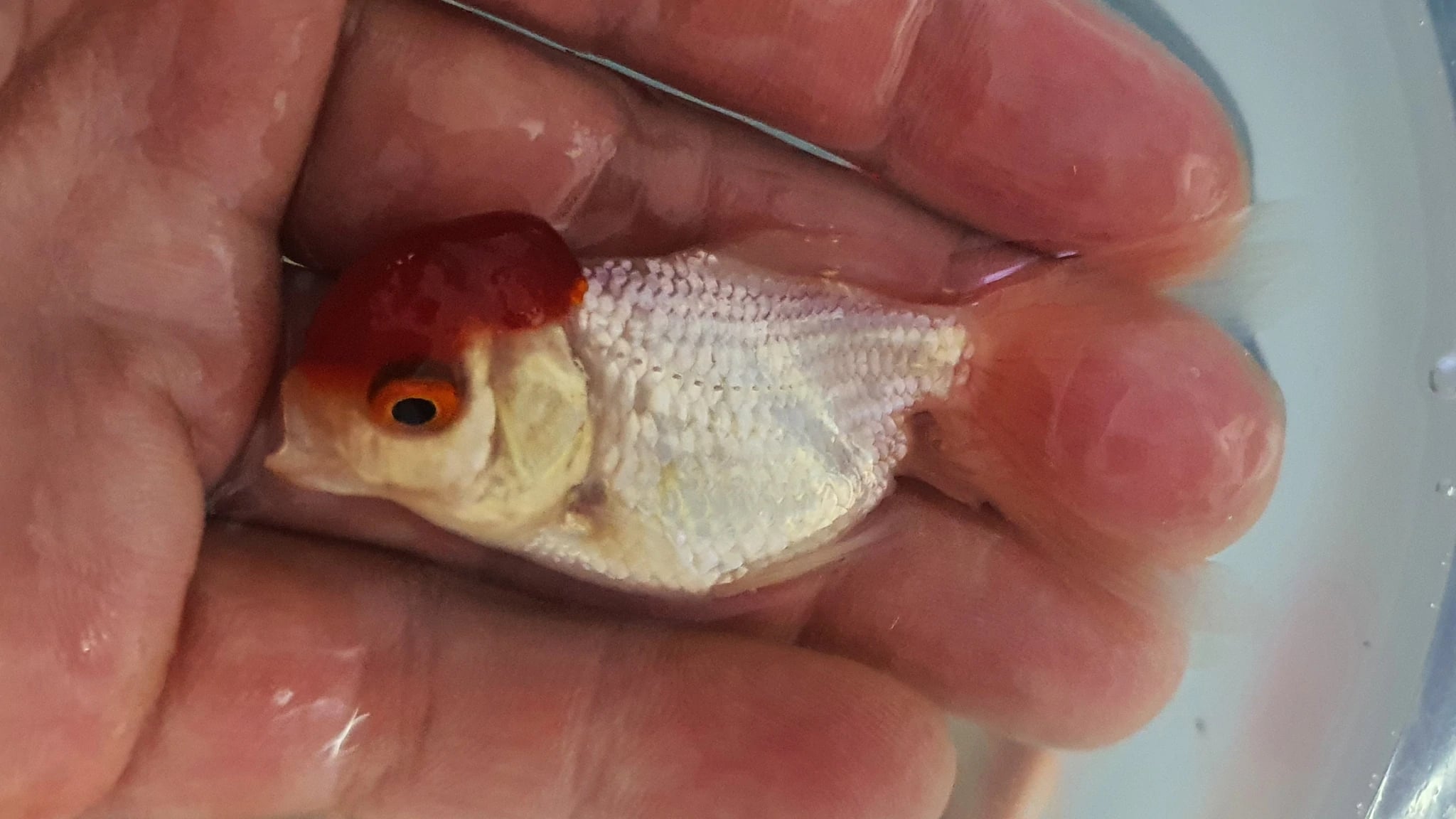 Red cap Oranda 5-6cm x 5pc