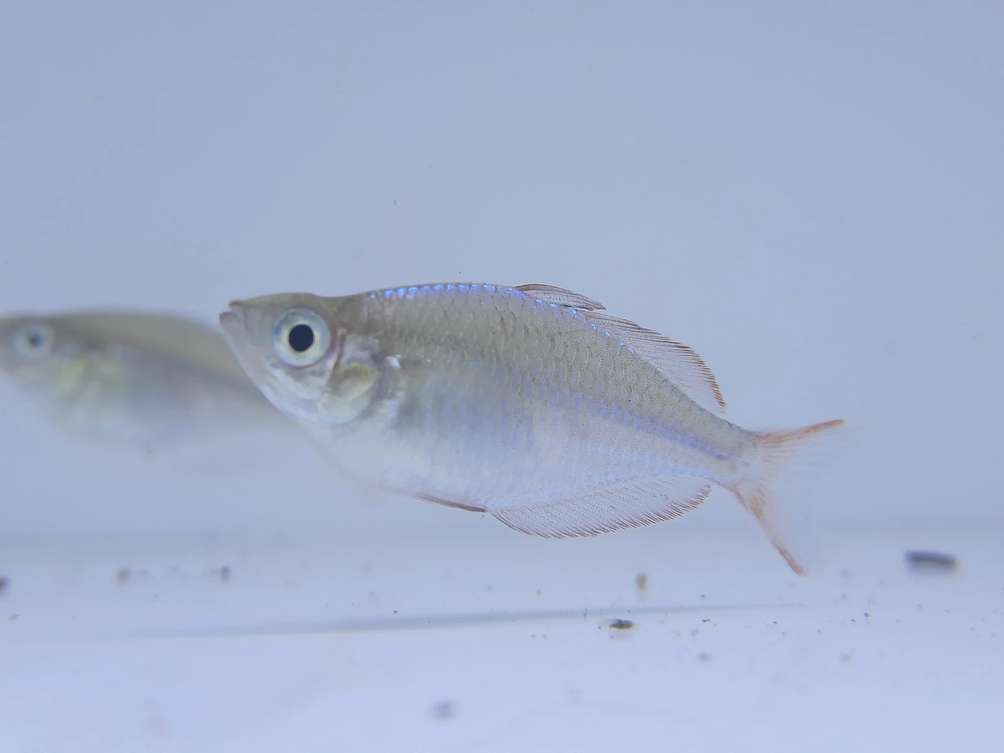 Neon dwarf rainbowfish 3cm x 5pc