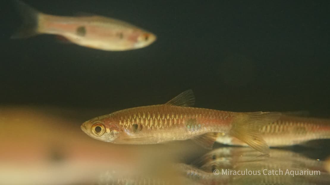 Clown Big-Spot Rasbora