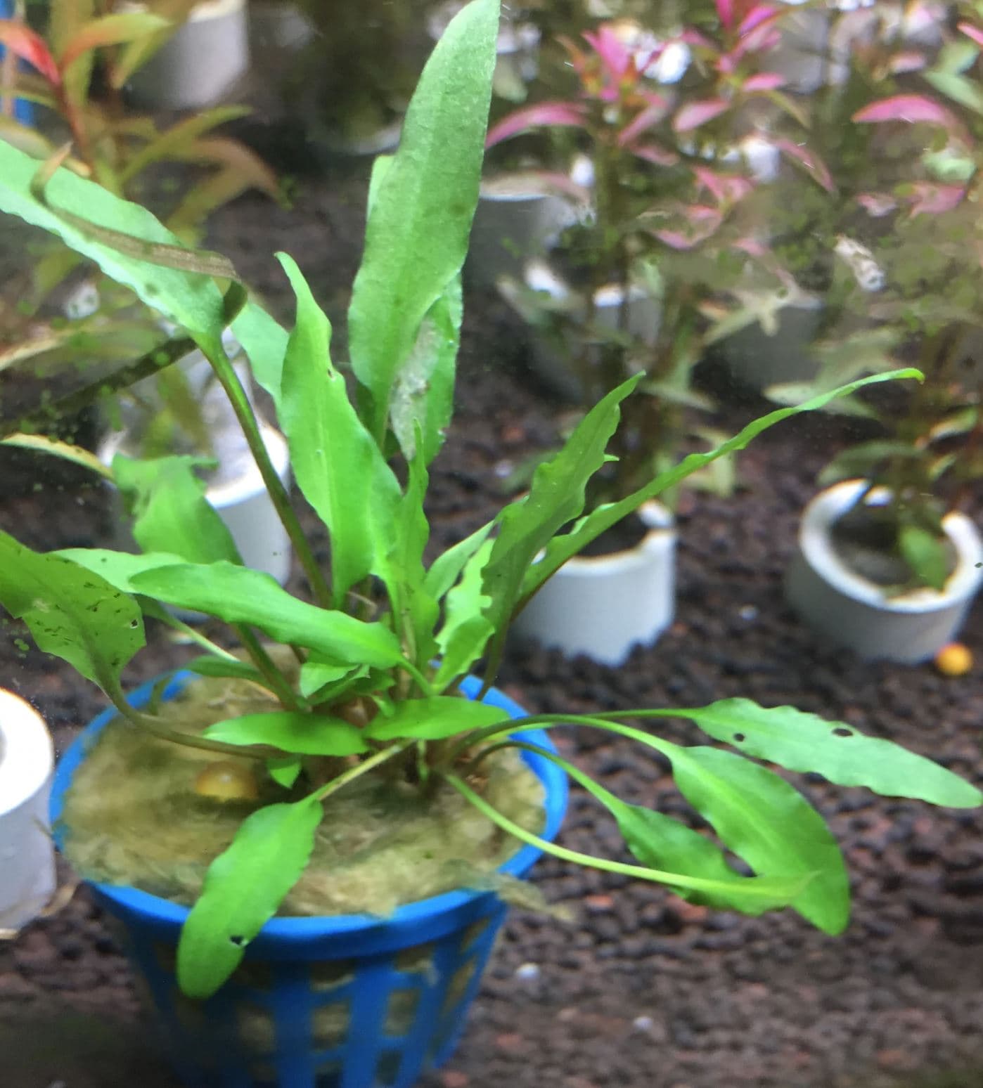 Cryptocoryne wendtii green