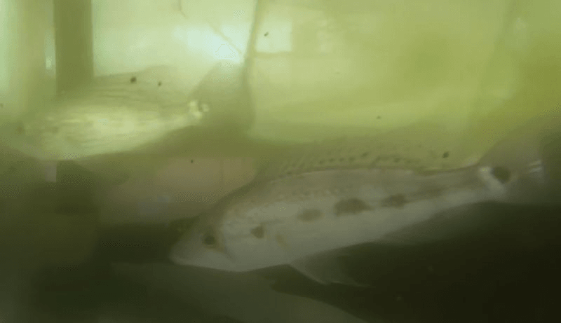 Green Bay Snook Cichlid