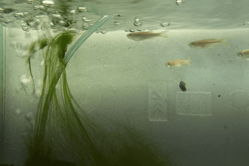 Orange-Finned Danio (Danio Kyathit)