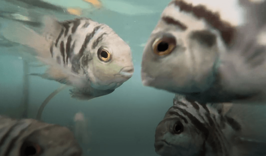 Blue Turqoise Parrotfish