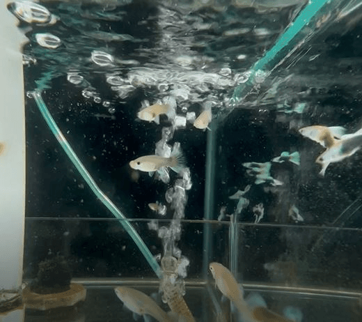 Silverado Tuxedo Guppy (1 pair)