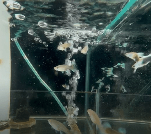 Silverado Tuxedo Guppy (1 pair)