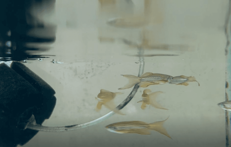 Longfin Leopard Danio