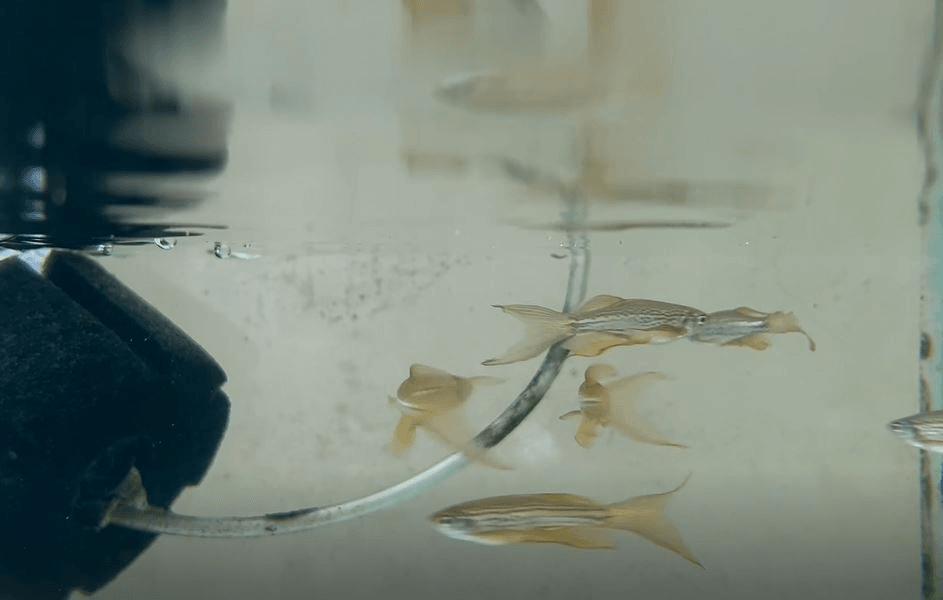 Longfin Leopard Danio