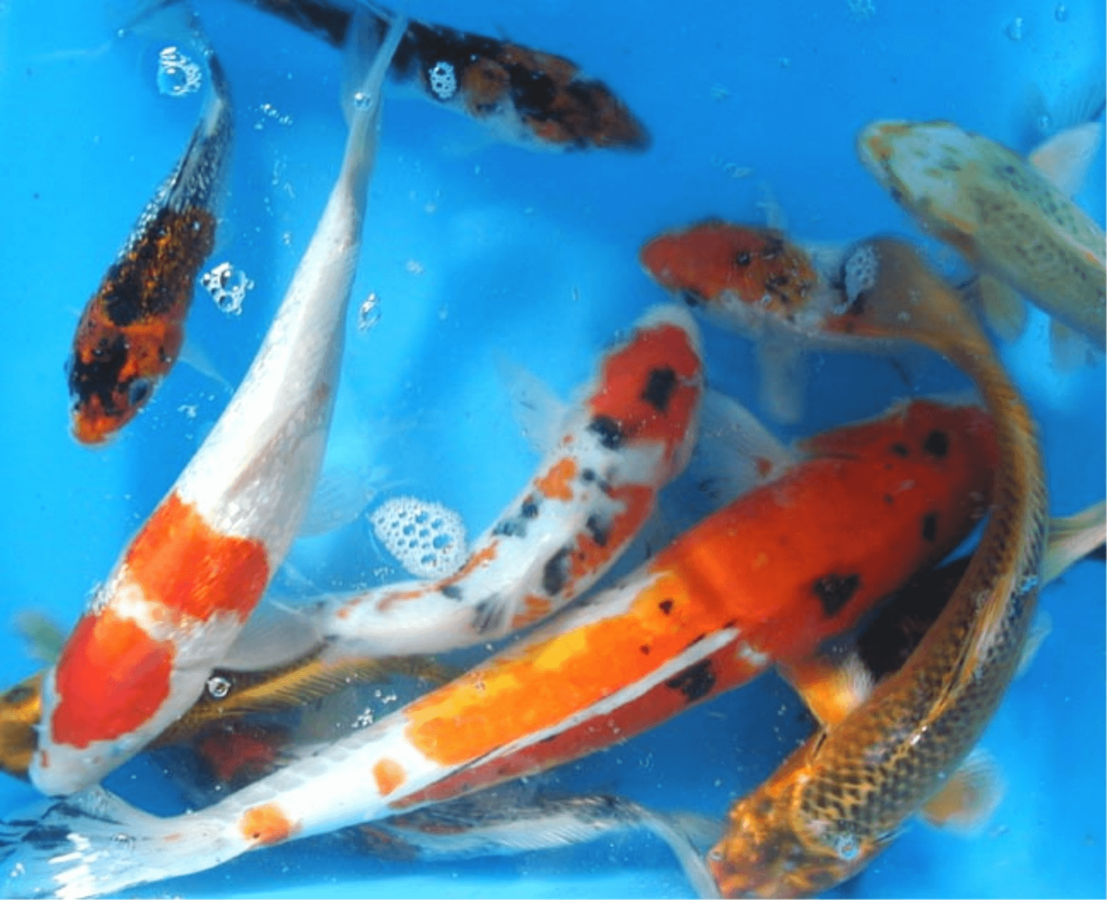 Assorted Koi (10 - 15cm)