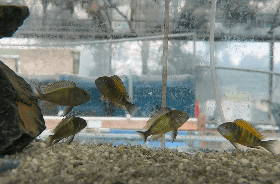 Red/yellow band tropheus