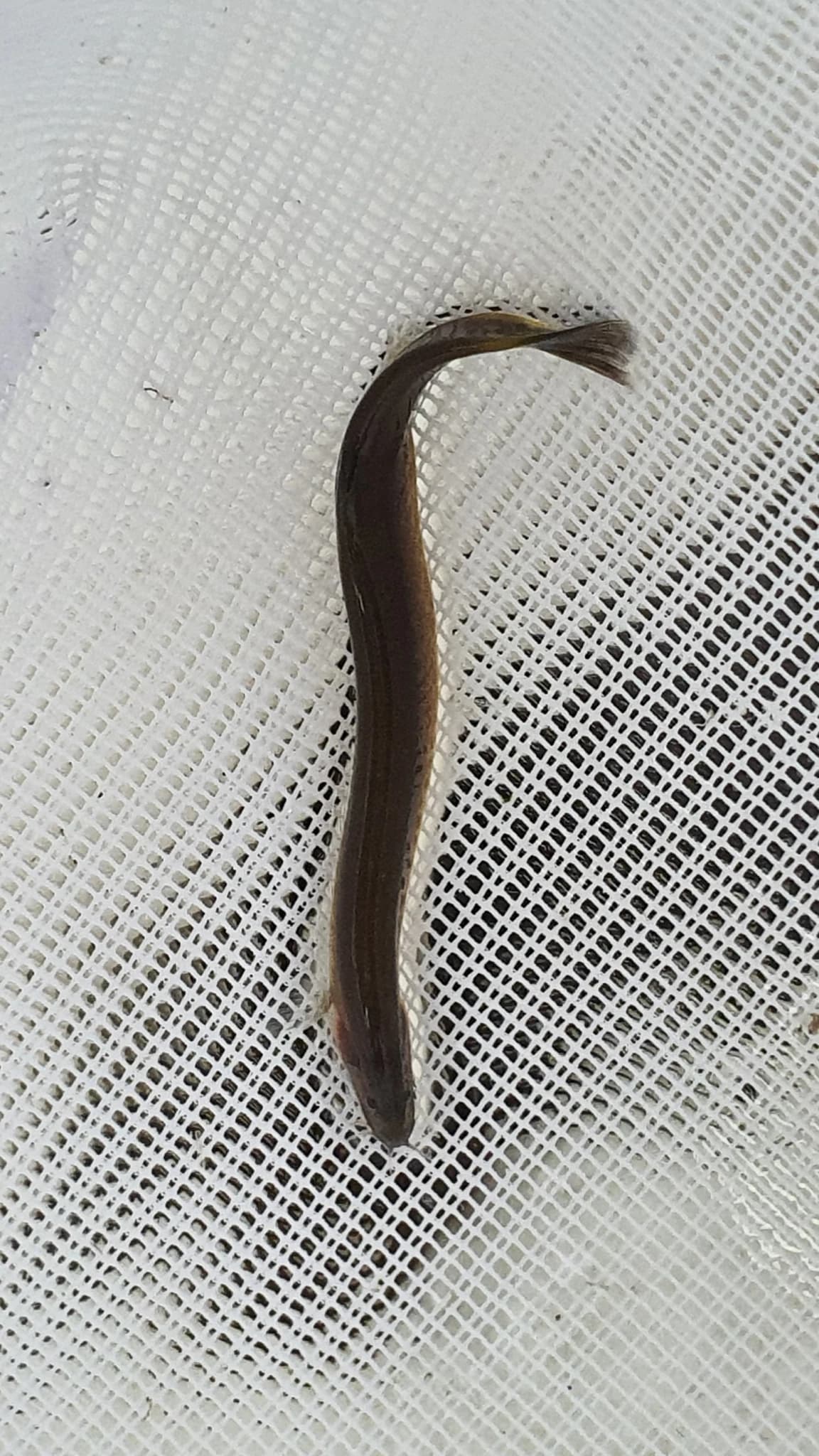 Black kuhli loach 4-5cm