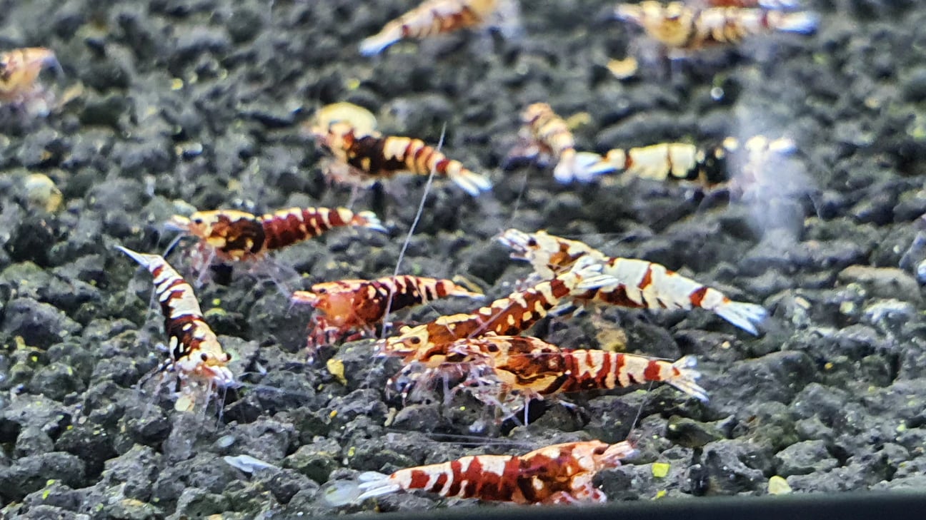 Red galaxy tiger shrimps 1cm