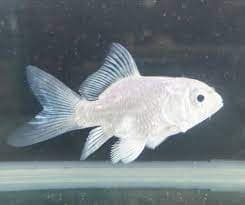 Fairy Koi- Assorted Colour