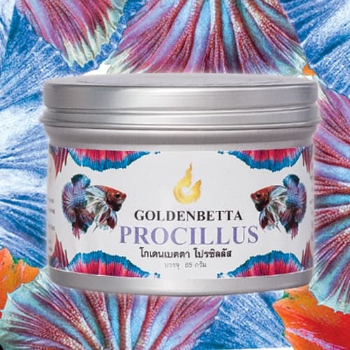 Golden Betta Procillus