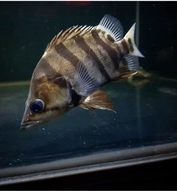 Baby American Tiger Datnoides (Tiger Fish)